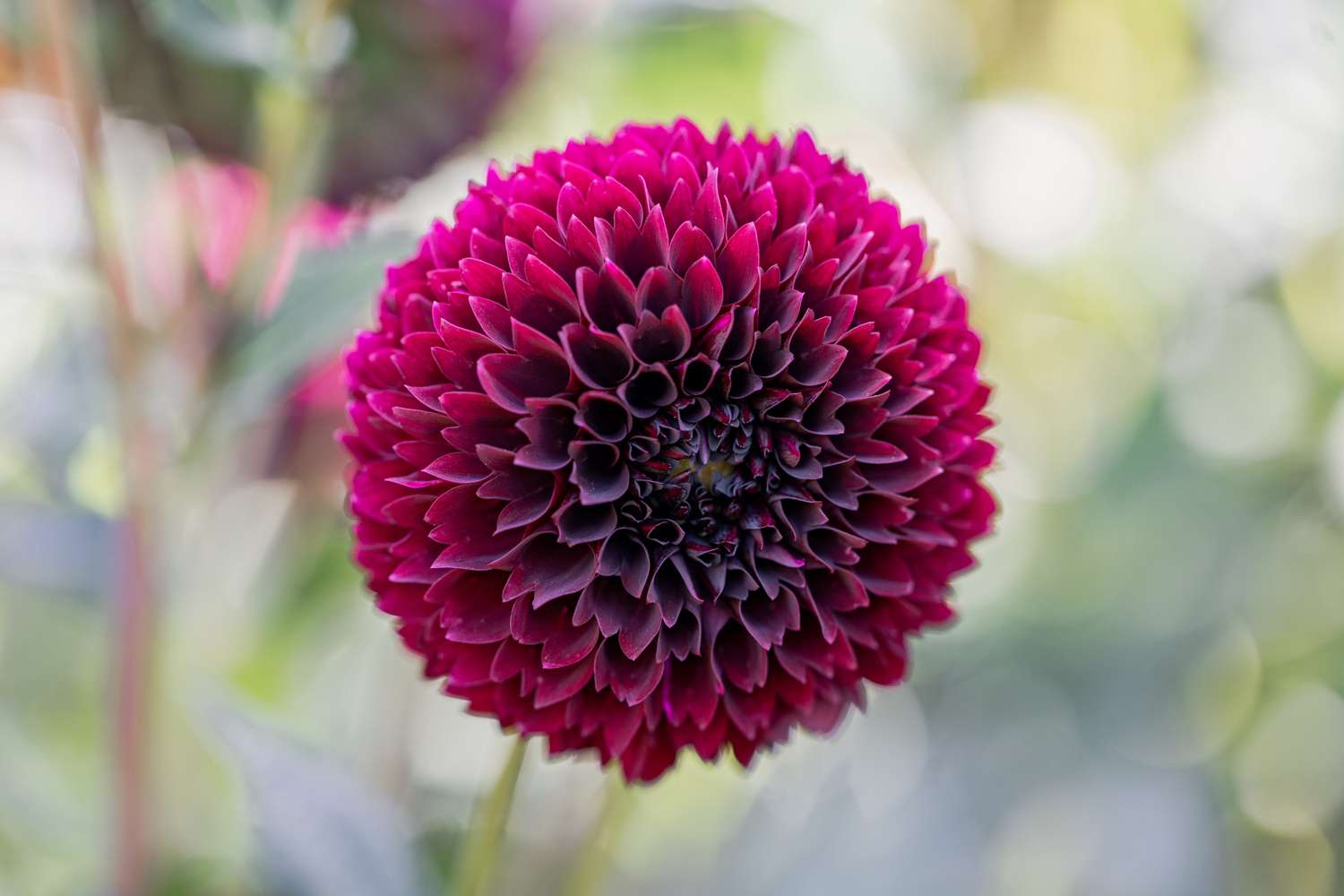 Dahlie 'Jowey Mirella'